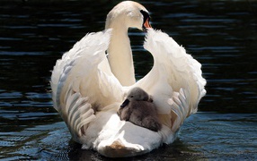 Красивый белый лебедь с птенцом в воде 