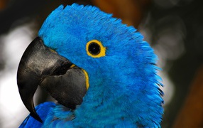 Большой голубой попугай с острым клювом крупным планом