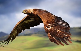 Большой коричневый орел летит в небе 