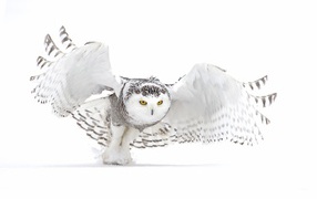 Большая серая сова на белом фоне