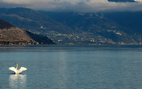 Большой белый лебедь в воде на фоне гор 