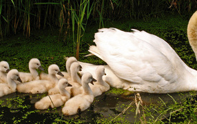 Большой белый лебедь с птенцами в пруду 