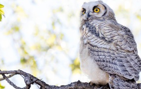 Большая серая сова с желтыми глазами на ветке 