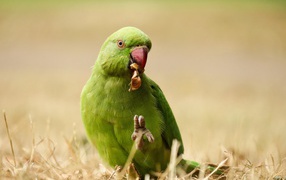 Зеленый попугай ест на траве