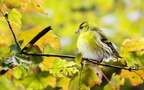Маленькая птичка сидит на ветке с желтыми листьями
