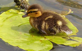 Маленький утенок сидит на зеленом листе в воде