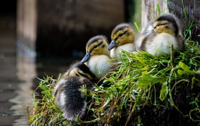 Маленькие утята сидят на траве у пруда 