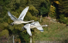 Два серых гуся летят над озером