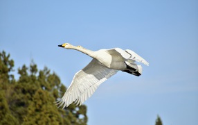 Два белых гуся летят на фоне голубого неба