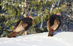 Две дикие индейки на снегу в лесу