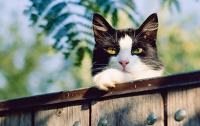 Красивый черно белый кот с желтыми глазами на заборе 