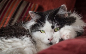 Красивый пушистый черно белый кот лежит на диване