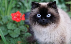 Красивый пушистый голубоглазый кот 