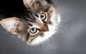 Красивый серый кот смотрит вверх 