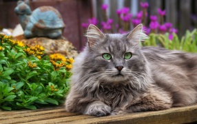 Красивый зеленоглазый кот лежит на деревянной лавке