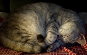 Красивый породистый серый кот спит на покрывале