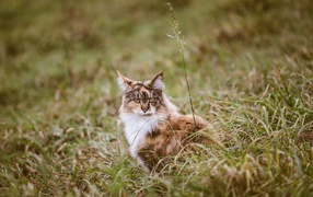 Красивая трехцветная кошка сидит в зеленой траве