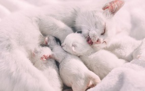 Красивая белая кошка с маленькими котятами