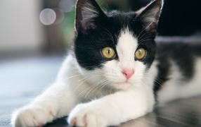 Красивый белый с черным котенок с желтыми глазами