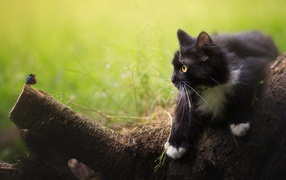 Черный котенок смотрит на бабочку на дереве 