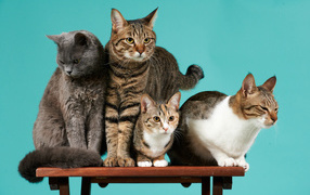 Коты сидят на деревянной лавке на голубом фоне