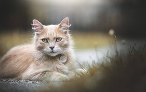 Рыжий зеленоглазый кот лежит на земле 