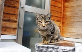 Серый домашний кот с желтыми глазами у дома