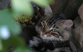 Серый зеленоглазый кот лежит на земле у камня