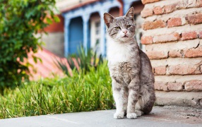 Бездомный серый кот сидит у стены