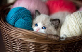 Маленький голубоглазый котенок в корзине с пряжей 