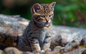 Маленький любопытный серый котенок на сухом дереве