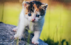 Маленький милый трехцветный котенок на пне