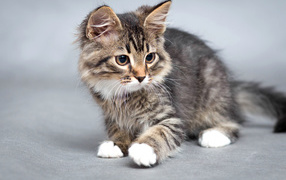 Маленький забавный серый котенок 