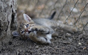 Маленький серый котенок играет у дерева на земле 
