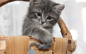 Маленький серый котенок играет в корзине