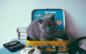 Маленький серый котенок сидит в чемодане