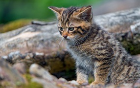 Маленький серый котенок сидит на сухом дереве