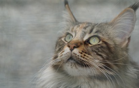 Морда красивого серого кота породы мейн кун