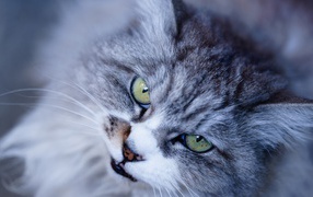 Морда недовольного серого кота с зелеными глазами крупным планом