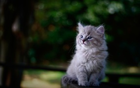 Породистый серый котенок сидит на лавке 