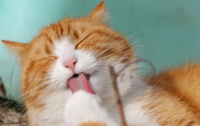 Рыжий с белым кот облизывает лапу