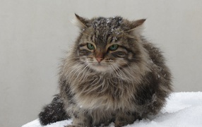 Грозный серый кот сидит на снегу