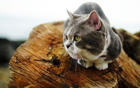 Породистый зеленоглазый кот сидит на сухом дереве