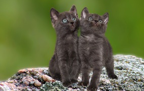 Два маленьких серых котенка сидят на камне