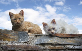Белый и серый кот сидят на каменной стене на фоне голубого неба