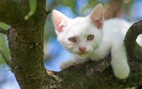 Белый маленький котенок сидит на ветке дерева