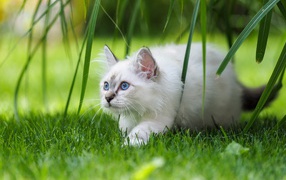 Белый породистый котенок с голубыми глазами на зеленой траве
