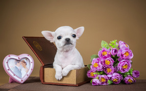 Маленький белый щенок чихуахуа сидит с шкатулке с цветами и рамкой для фото 