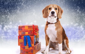 Бигль с подарочными коробками на заснеженном фоне