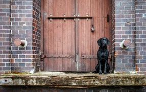 Черный лабрадор сидит у дверей 